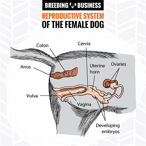 dog have sex with female|Where is a Dog’s Clitoris: Understanding Canine Anatomy and .